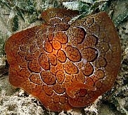 Photo: B. & S. Koretz, Eilat, 2007; see a larger picture